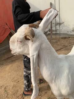 pure Gulabi Bakri