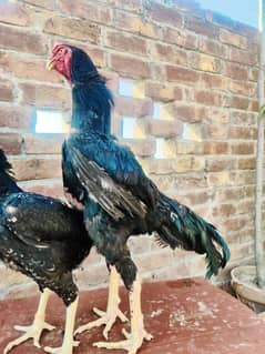 black shamo chiks 03174396243