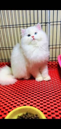 Persian kitten | triple long coated Kittens |  03407399480 WhatsApp