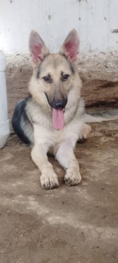 german sheperd