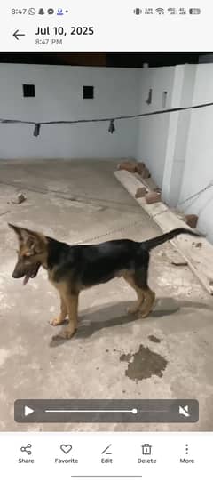 German Shepherd