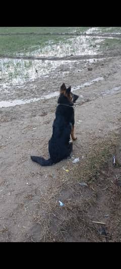 pure german sheped female non pedigree