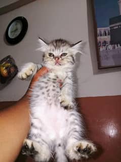 Mash Allah Cute Cats
