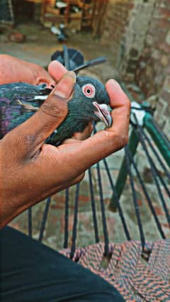 jory k bachy h koi 25 kabuter sall krny h agr kisi bhi ko chi to btao