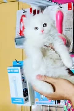 Persian