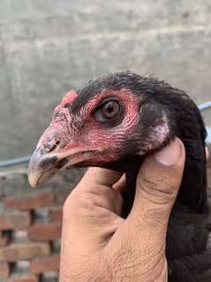 Thai pakoi pair chiks urgent sale