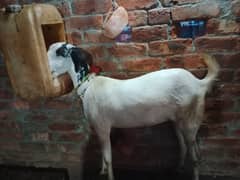 pure white tedi puth age 2 dant cross nh ha 45000