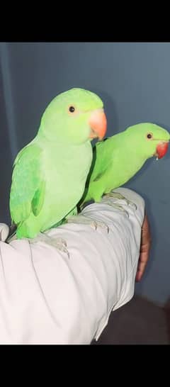 ringneak chicks