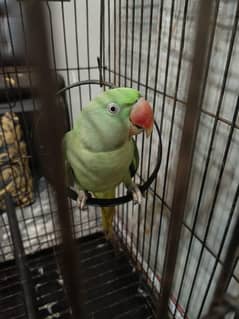 Talking kashmiri raw parrot with cage