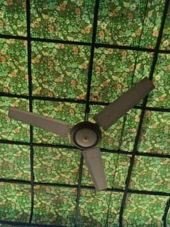 younas fan copper wanding