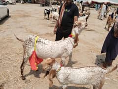 pure goat milk in lahore chungi amir sidhu