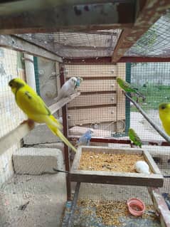 3 Male 3 Female 4 bacha ha Total 10