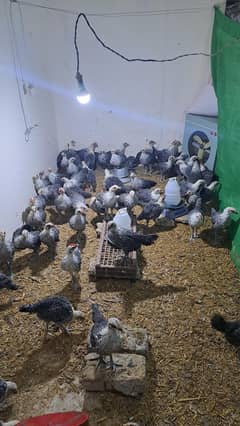 Egyptian Foumi Misri chicks
