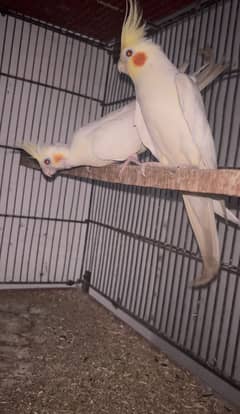 Cream