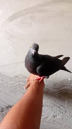 pure black pigeon breeder pair