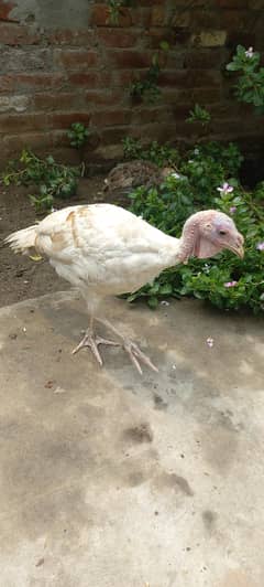 Turkey