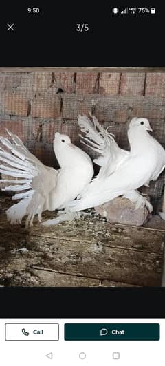 lakkha kabutar for sale