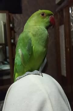 parrot
