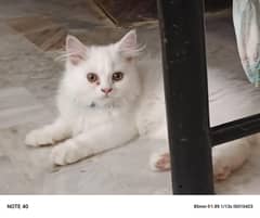 Home kitten for sale and  adult kitten for sale