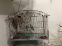 Parrot with cage
