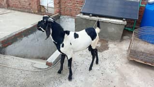 betal cross Bakra  6.5 month age Ghar k Pala hoa
