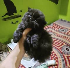 heavy furrr punch face bhallu kitten