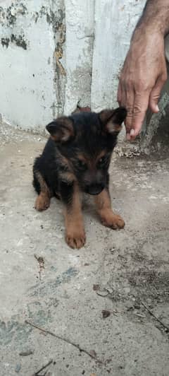 German