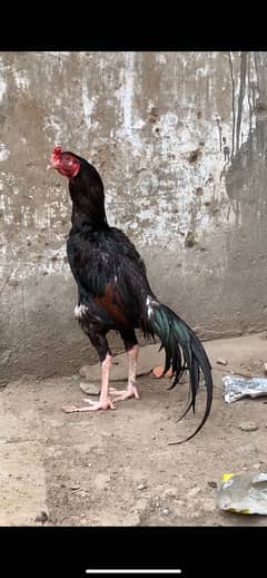 jageeri lakha mushka murga