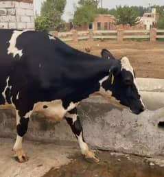Breed Cows for sale/ Heifers for Sale/ milking buffalo for sale