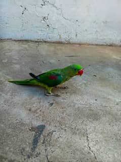 Raw parrot,Handtame