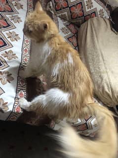 One female mother and three kittens white