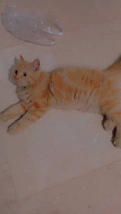 Persian
