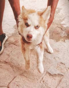 Husky dog