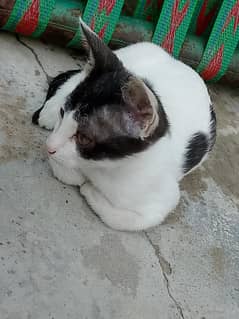 kittin