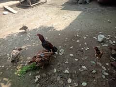 6 Female 1 male