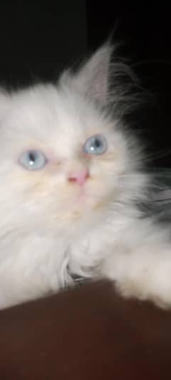 pure Persian breed semi punch face