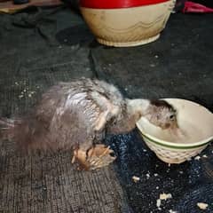 Muscovy Duck