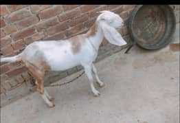 Goat/bakri/path/cross