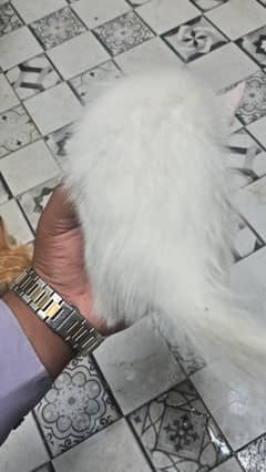 Persian