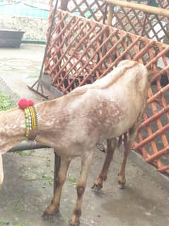 Makhi cheeni Bakri