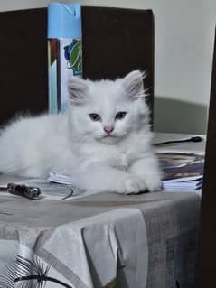 Male Persian Kitten up for paid adoption
