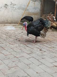 turkey bird