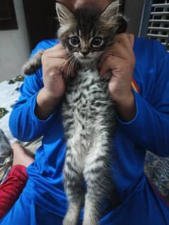 Persian Kittens For sale