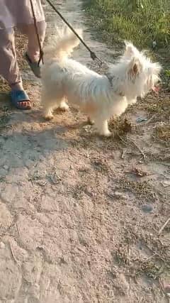 Poodle female