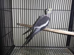 Cocktail male
