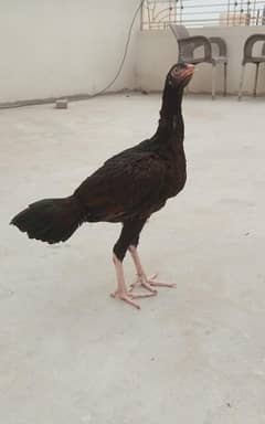Aseel Pathi