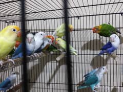 Lovebirds Breeder Pairs and Extra Pieces