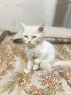 Persian cat