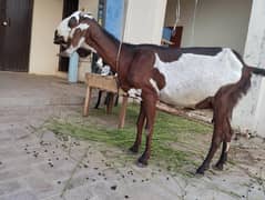 4 daant bakri nagri pregenent