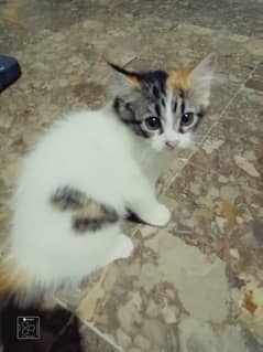 Persian kitten